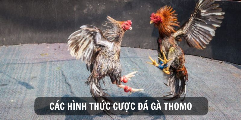 Các hình thức cược khi tham gia đá gà thomo