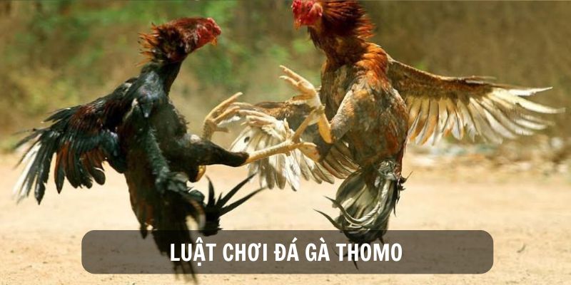 Luật chơi cơ bản đá gà thomo